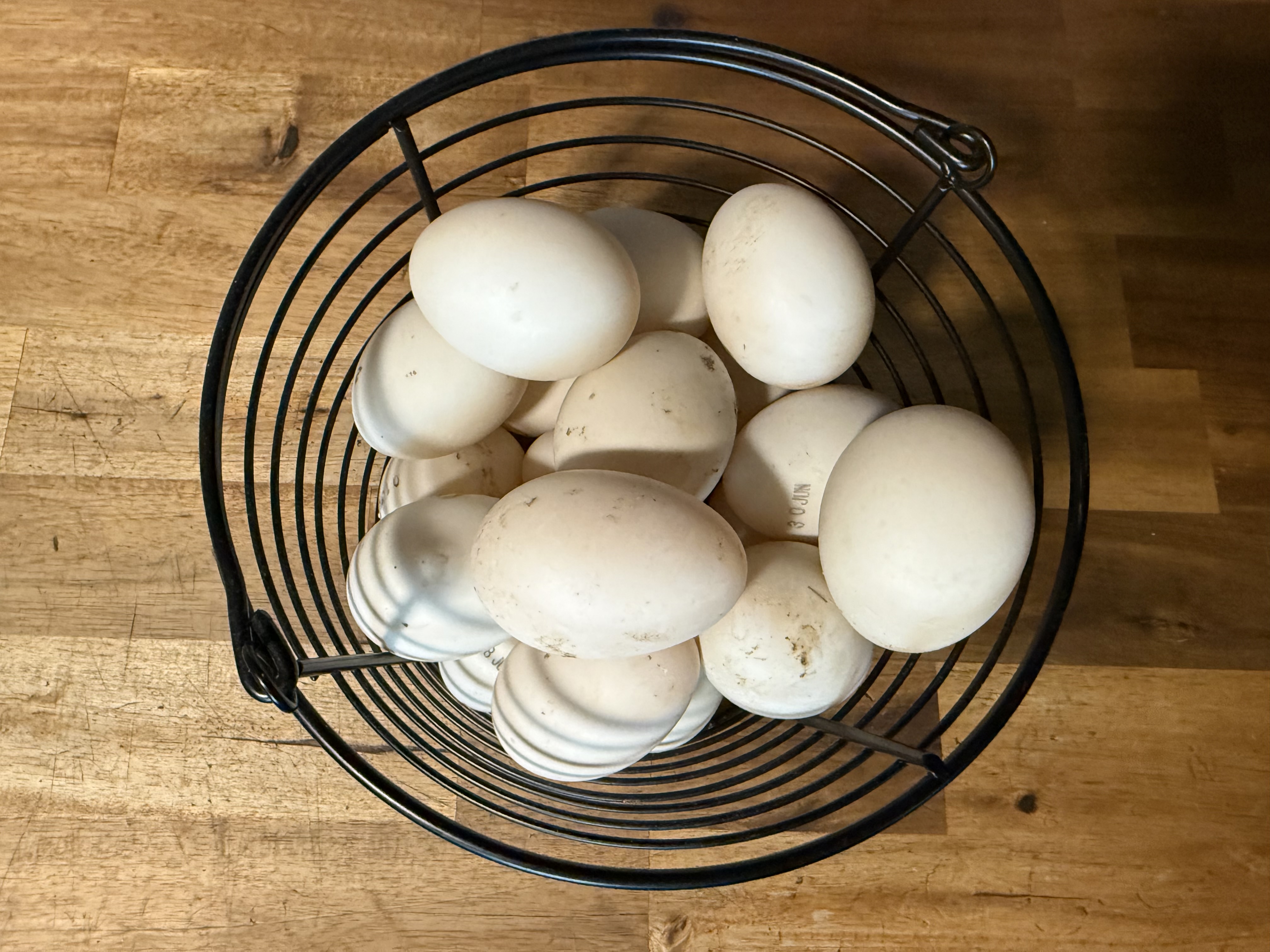 Eggs collected from the Khaki Campbells