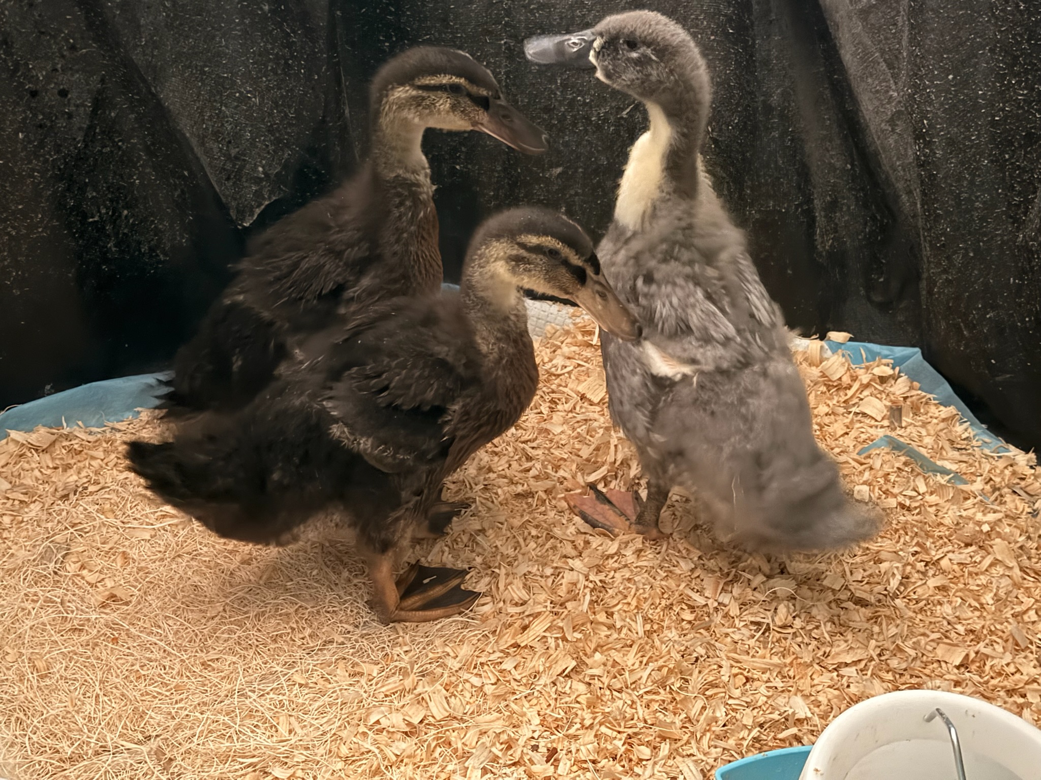Peg, Hazy and Ted as Ducklings