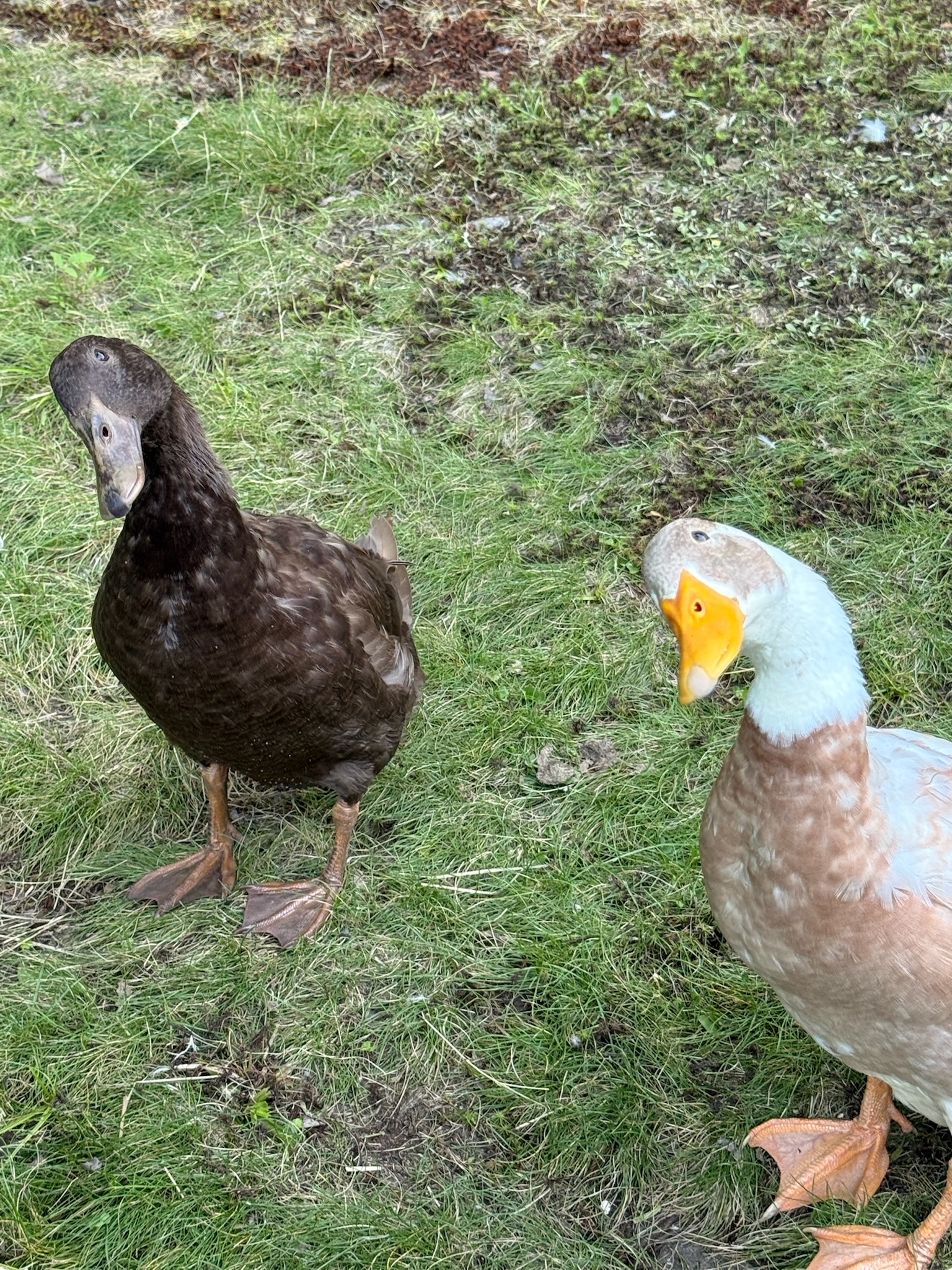The Dank Duckery Flock - Syd and Indy