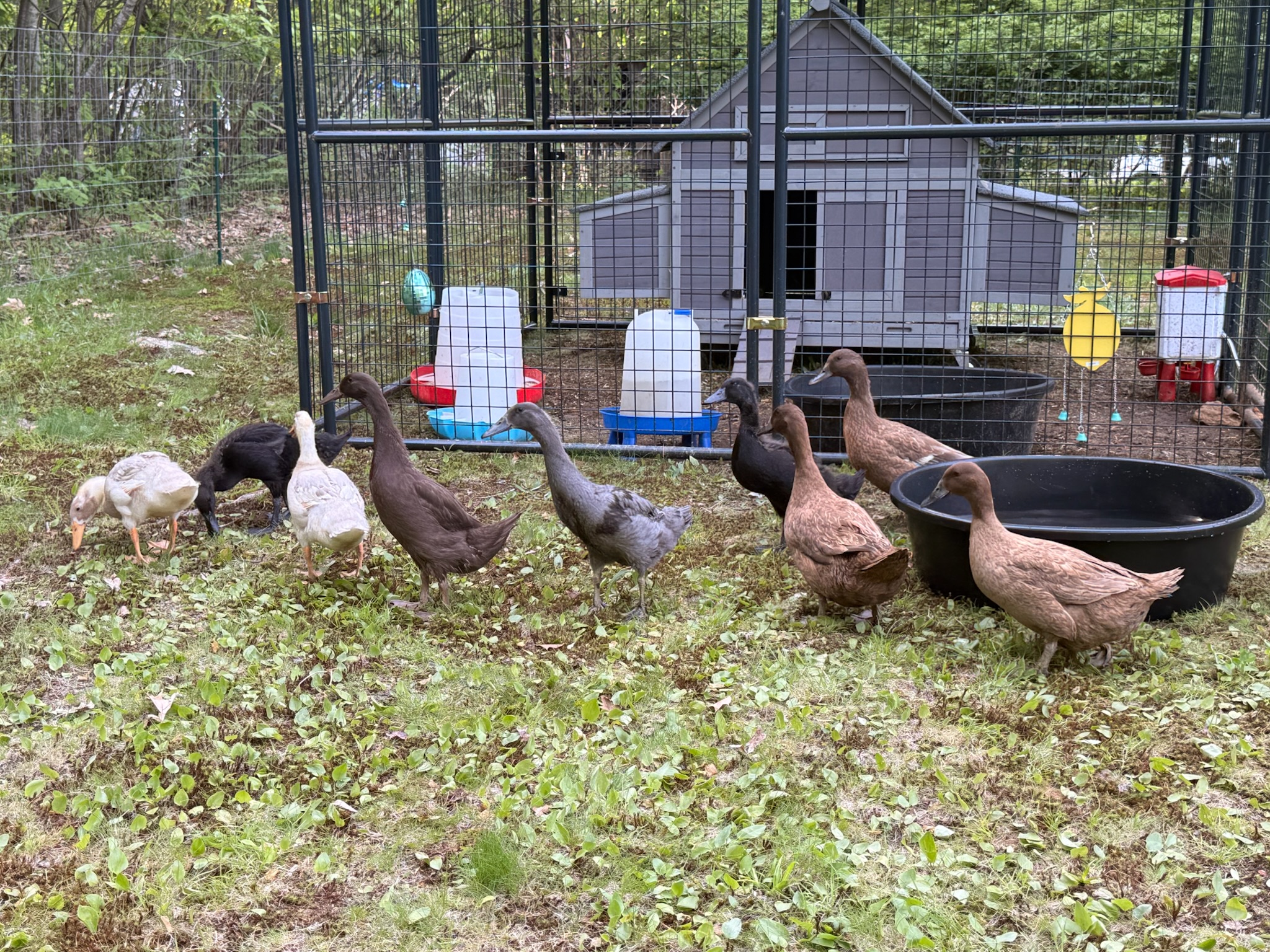 Flock of Duckery Ducks